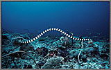 Yellow Bellied Sea Snake