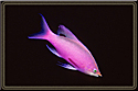 Anthias Tuka in purple