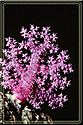 Classic Soft Coral Colony Pink and Purple