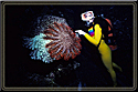 Massive crown-of-thorns starfish devours coral