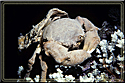 Decorator crab holds sponge over back