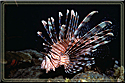Flared Lionfish Pterois