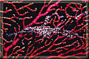 Ghost pipefish