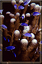 Jewel fish and pillar corals