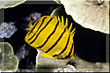 Juvenile of Chaetodon semeion