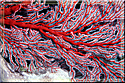 Melithia gorgonian coral