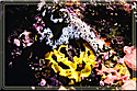 Nudibranch with egg ribbon