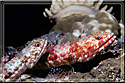 A pair of lizardfish