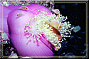 Palau pink anemone
