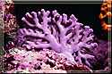 Purple hydrocoral