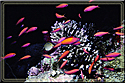 Swarm of Anthias amid corals