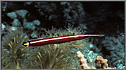 Arrow Blenny Is Small But Lethal