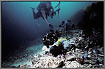 Black Frogfish Swimming