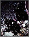 Black Frogfish Two At  A Time