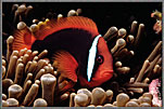 ClownfishInAnemone