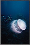 Diver With Huge Poisonous Jellyfish
