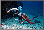 Jessica With Graceful Sea Snake