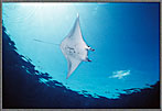 Matilda Manta