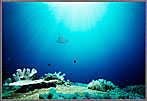 Phil Distant Manta Above Sunlit Reef