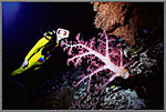 Phil Jessica With Classic Soft Coral Colony