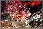Phil Lionfish Amid Corals