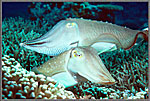 Phil Pair Of Mating Cuttles