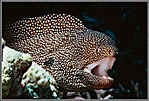 Phil Spotted Moray Eel Gymnothorax