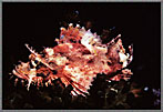 Red Scorpionfish