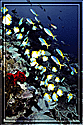 Philippines Abundant fish life on reef