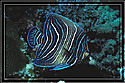 Philippines Adolescent of an Imperial Angelfish