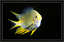 Philippines Golden Damselfish dances