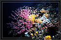 Philippines Intense colors on reef