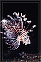 Philippines Lionfish Pterois fins flared