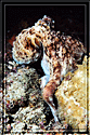 PhilOctopusPerchedOnCoral