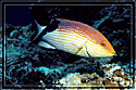 Philippines Painted Wrasse charges in