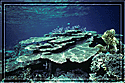 Philippines Sunlite Reeftop at Apo