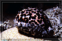 Philippines Tiger Cowrie mantle partly withdrawn