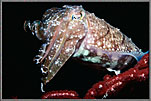 Curious Cuttlefish Watches Intently