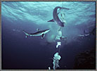 Feeding Frenzy