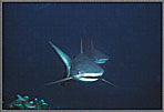 Gray Sharks Directly Charging