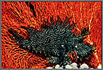 Green Rhinopias On Red Gorgonian