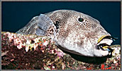 Huge Pufferfish With Cleaners