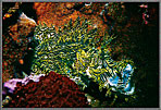 Merlots Scorpionfish