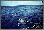 PNG Baby Whale Shark Plays With Divers