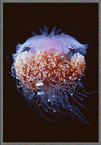 PNG Blue Jellyfish At Night