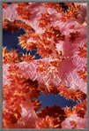 PNG Camouflaged Crab Amid Coral Polyps