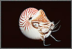 PNG Chambered Nautilus
