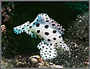 PNG Juvenile Barramundi Cod