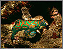 PNG Mandarin Fish