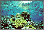 PNG Shallow Reef Corals In Sun